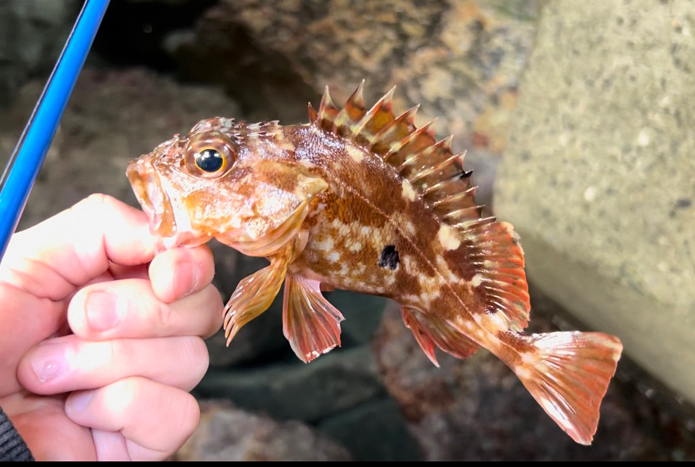 穴釣りで実際に釣れたガシラの写真。