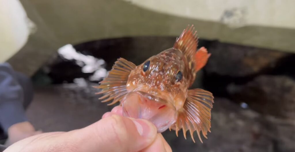 穴釣りで釣れたカサゴ（ガシラ）の写真