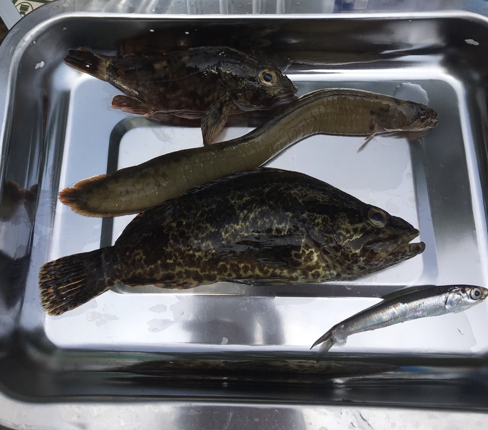 実際に穴釣りで釣れた釣果の写真