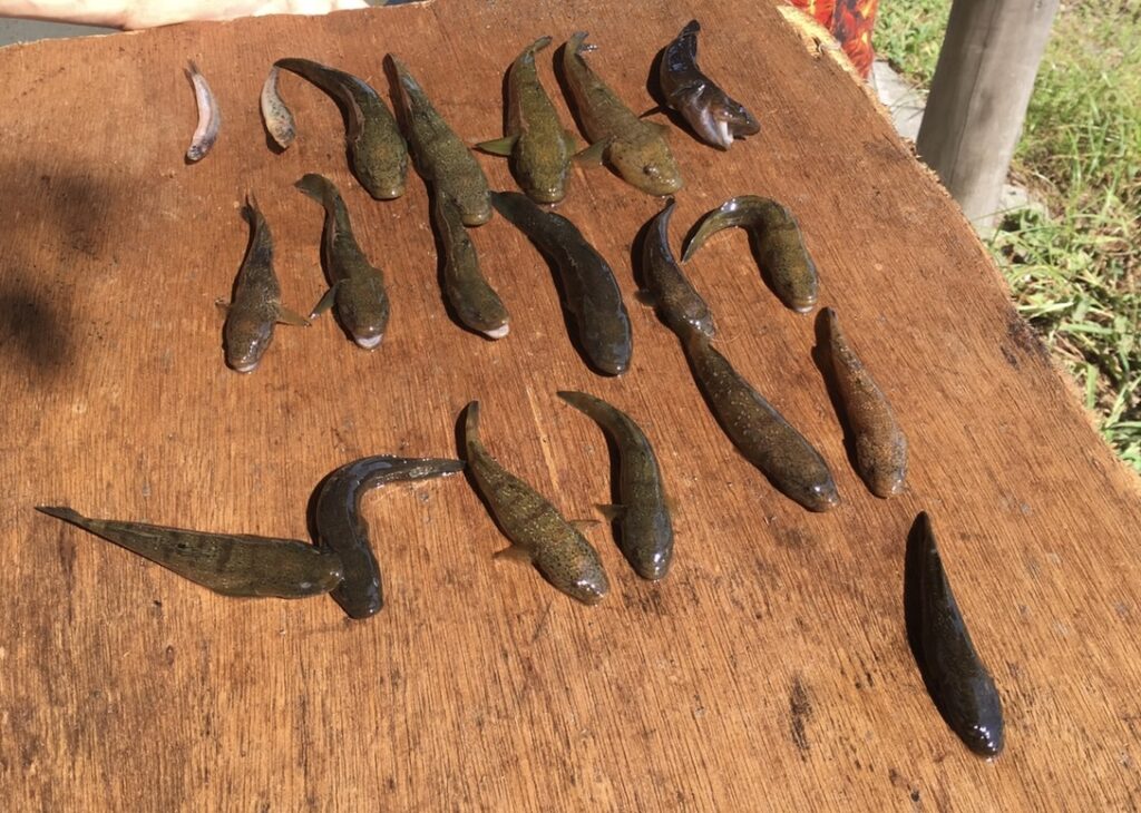 穴釣りで釣れた様々な魚の釣果写真