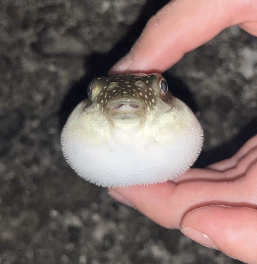 夜釣りで釣れたフグ。ヘッドライトで照らして撮影している。