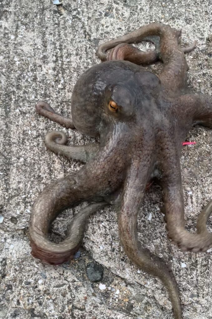 タコジグで釣れたタコ