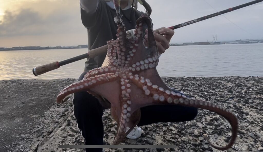 タコ釣りで釣れたタコの写真。