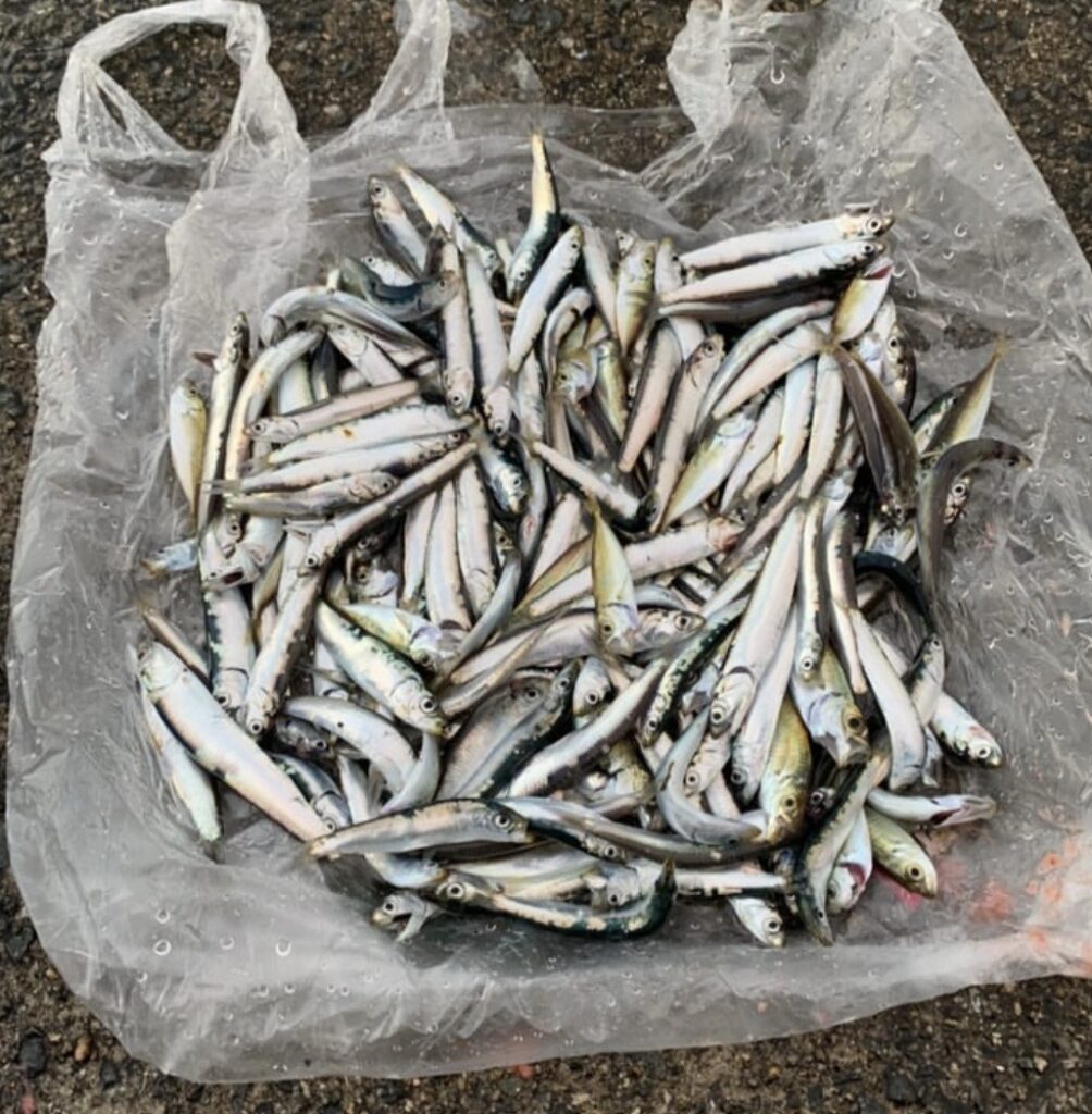 実際に田浦漁港で爆釣した時の釣果の写真。